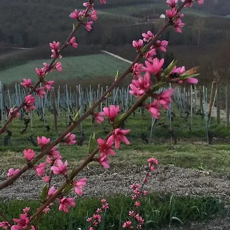 Cascina Baresane Alba (Piedmont)